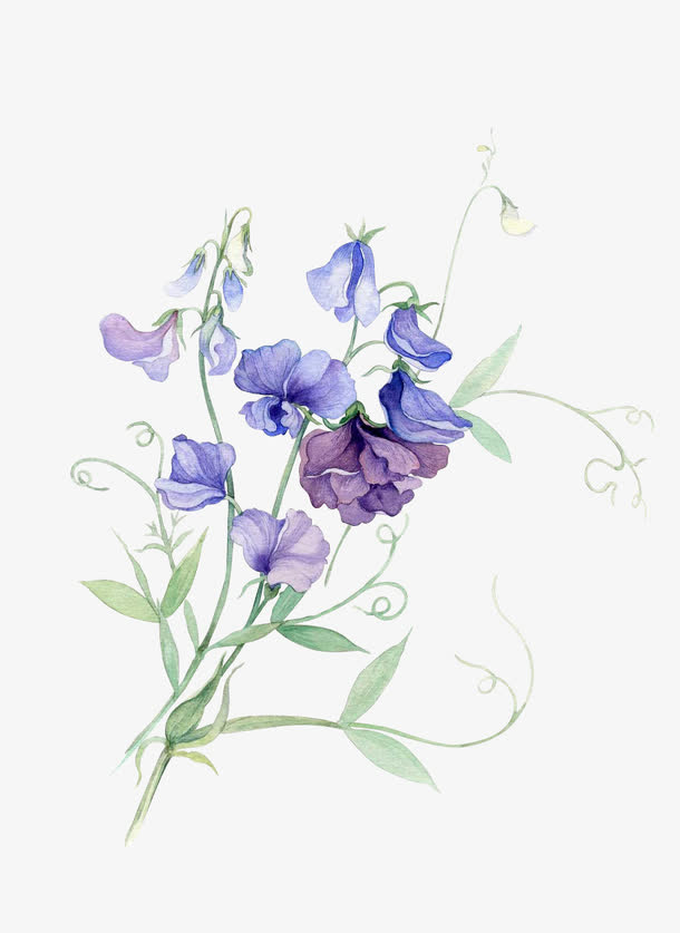 水彩花免抠