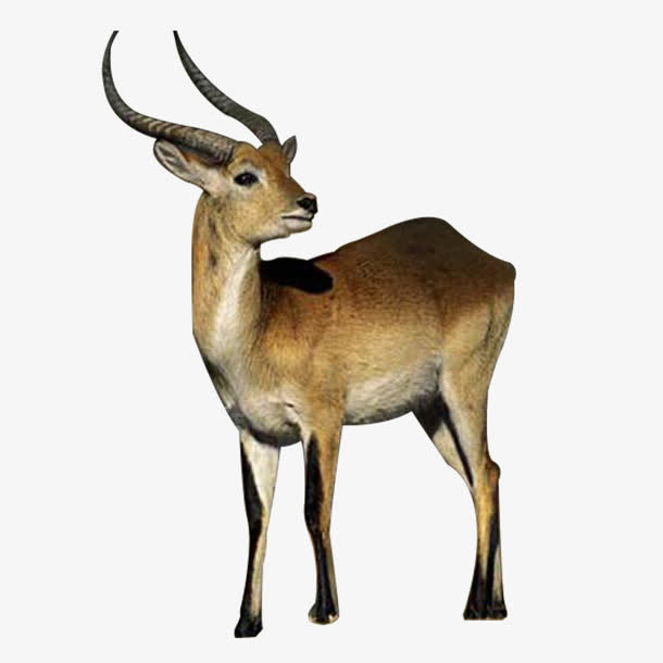 山羊羚羊长角羊png素材免抠