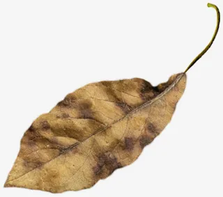 完全干枯的树叶免抠