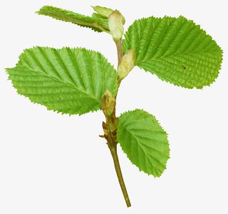 漂亮桑树枝叶免抠