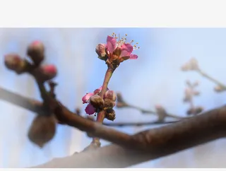 春天 草地 桃花 梨花 渐变透明元素43免抠背景场景背景元素