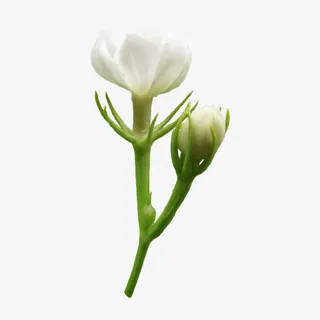 精美免抠png茉莉花逐帧动作素材免抠