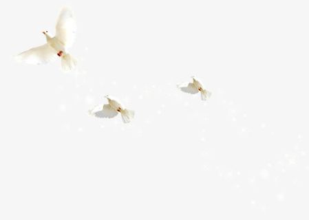 白色春天飞舞白鸽手绘免抠装饰动物元素