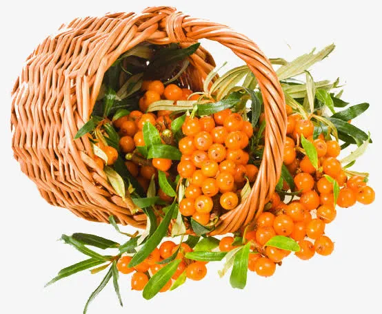 沙棘果实物图免抠