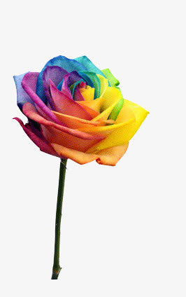 五颜六色的玫瑰免抠