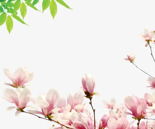 绿叶木兰花盛开元素免抠