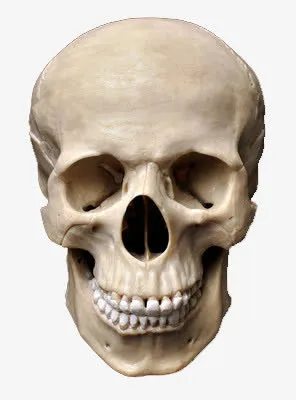 骷髅头免抠