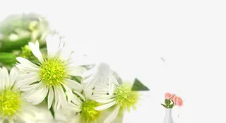 化妆品唯美菊花海报背景素材