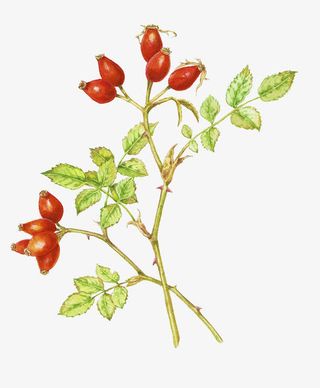 玫瑰果手绘素材免抠