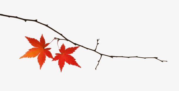 枫树树枝免抠