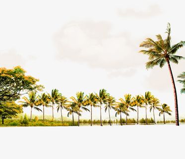 绿色简约椰树边框纹理免抠 绿色简约椰树边框纹理免抠