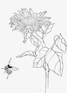 手绘菊花素材免抠