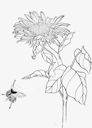 手绘菊花素材免抠