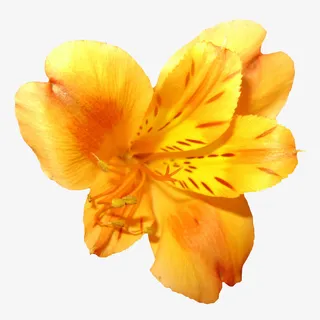 绿植花卉抽象花朵素材免抠