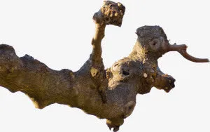 树干免抠