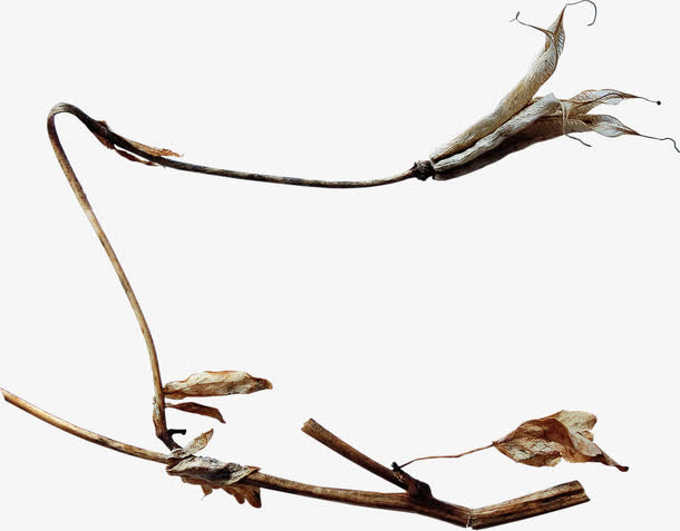 漂亮花枝免抠