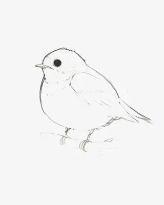 手绘线描小鸟免抠