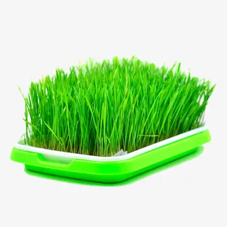 盒子里的麦苗免抠