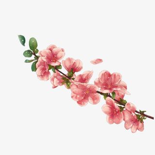 漂浮的一串桃花免抠