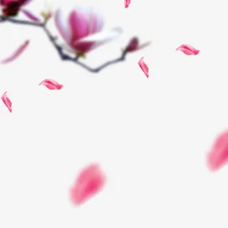 花瓣、树叶漂浮免抠