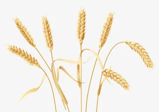 金色麦穗免抠