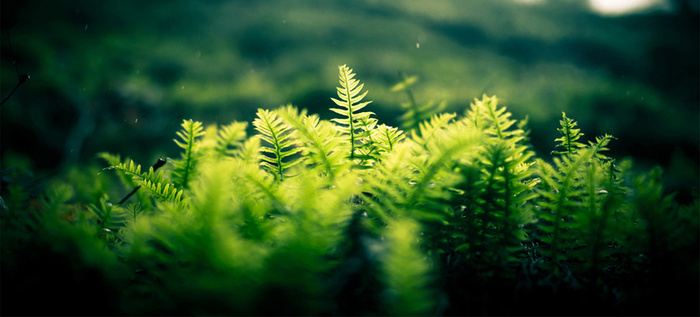 绿草地小草特写高清图片高清