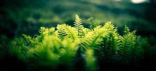 绿草地小草特写高清图片高清