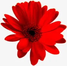 高清红色国庆节花朵免抠