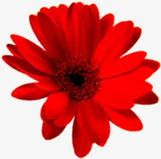 高清红色国庆节花朵免抠