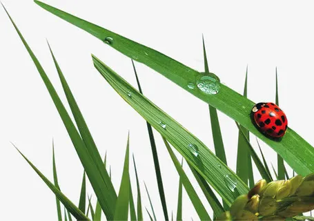 春天绿叶水滴昆虫免抠