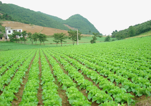 山坡菜园免抠