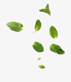 这好像是薄荷叶免抠