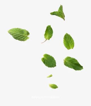 这好像是薄荷叶免抠