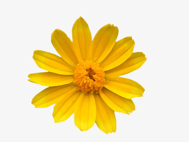 黄色野菊花免抠