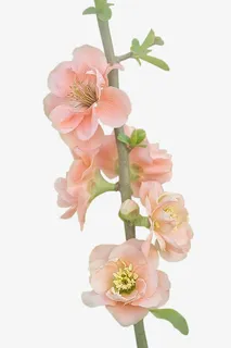 桃花红色桃花桃花树枝免抠