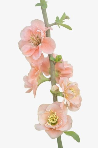 桃花红色桃花桃花树枝免抠