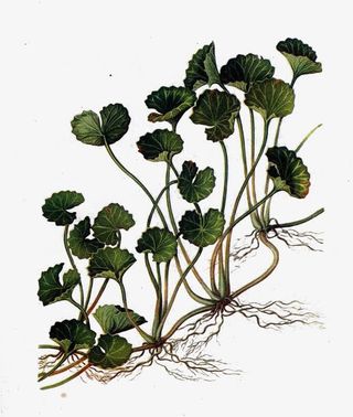 绘画版积雪草免抠