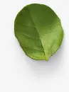 绿叶凋零 阴影免抠图免抠