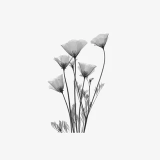 黑色朦胧花朵装饰免抠