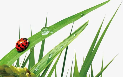 绿色清新春天草地瓢虫免抠