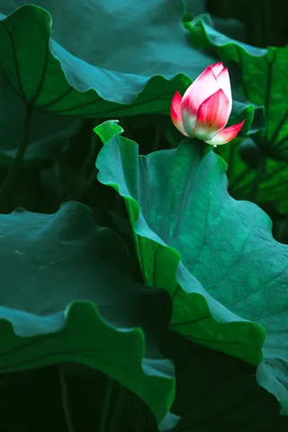 小暑二十四节气海报高清