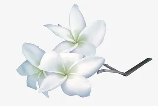 手绘 白色花免抠