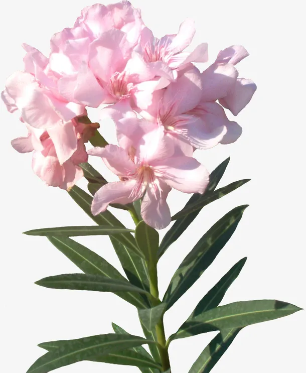创意花草图片水彩花草免抠