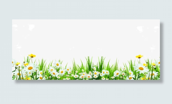 可爱路边雏菊小花野草免抠