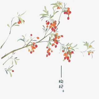 手绘枸杞免抠 手绘枸杞免抠