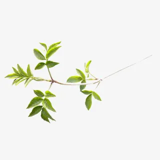 一枝小清新的树枝免抠