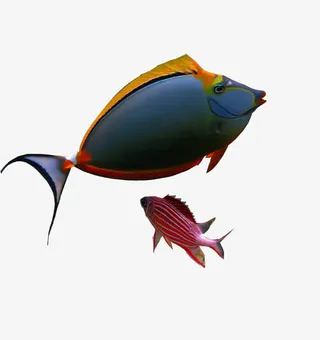 免抠海底的两条小鱼免抠