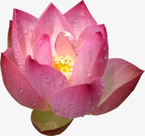 荷花免抠