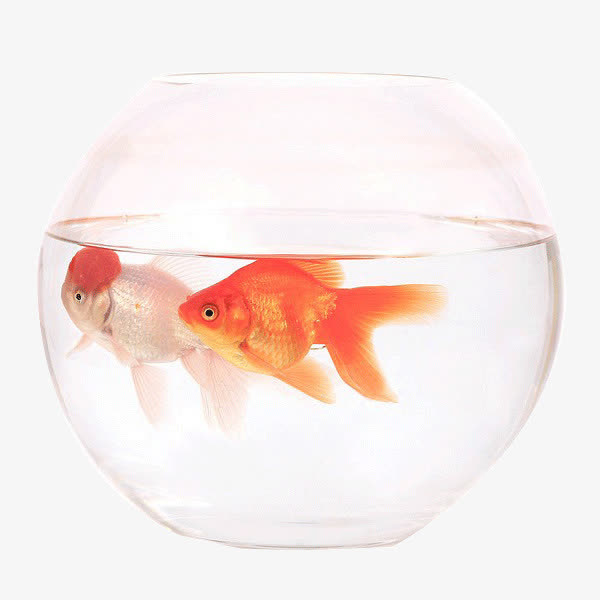 金鱼鱼缸免抠