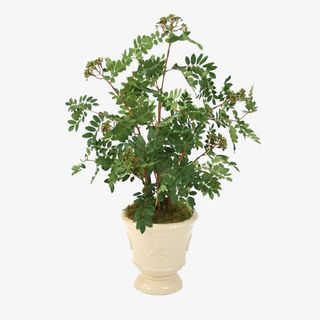 绿色植物盆栽开花植物素材免抠